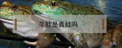 牛蛙是青蛙吗 牛蛙是青蛙吗公司