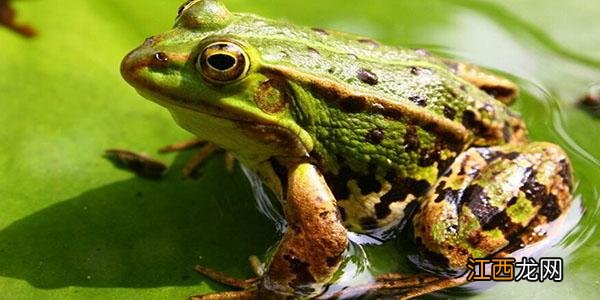 牛蛙是青蛙吗 牛蛙是青蛙吗公司