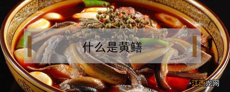 什么是黄鳝 什么是黄鳝洞