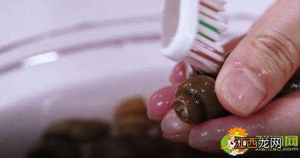 田螺放冰箱可以放多久 田螺放冰箱能保存多久