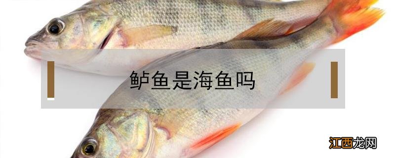 鲈鱼是海鱼还是淡水鱼 鲈鱼是海鱼吗