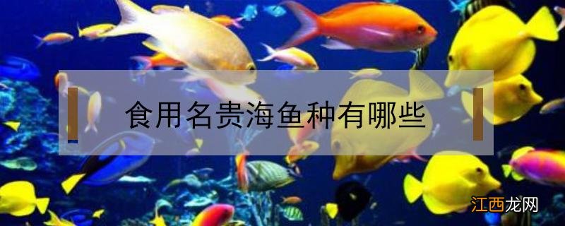 海鱼名贵品种 食用名贵海鱼种有哪些