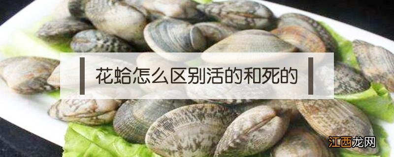 活花蛤和死花蛤的区别 花蛤怎么区别活的和死的