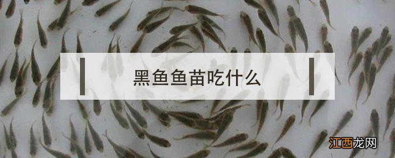 黑鱼鱼苗吃什么 黑鱼苗吃什么?