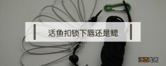 活鱼扣锁下唇还是鳃 鱼鳃是什么意思