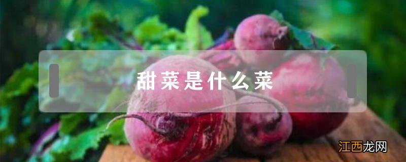 农村说的甜菜是什么菜 甜菜是什么菜