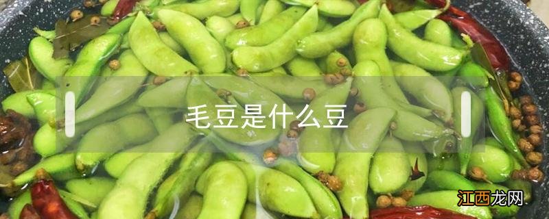 毛豆是什么豆 花生毛豆的毛豆是什么豆