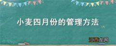 小麦四月份的管理方法 四月份小麦怎么管理