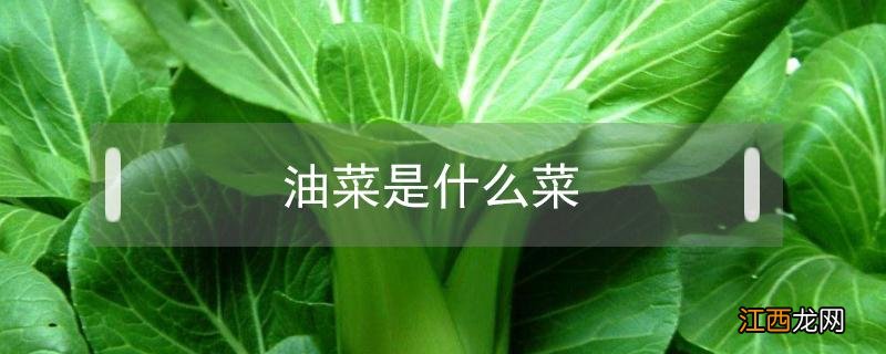 油菜是什么菜 油菜是什么菜啊