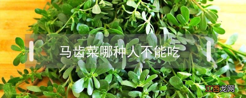 马齿菜哪种人不能吃 马齿菜哪种人不能吃 吃马齿苋的好处和作用