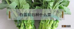 白露前后种什么菜 白露时候种什么菜