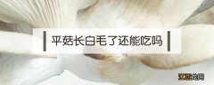 放在冰箱里的平菇长白毛了还能吃吗 平菇长白毛了还能吃吗