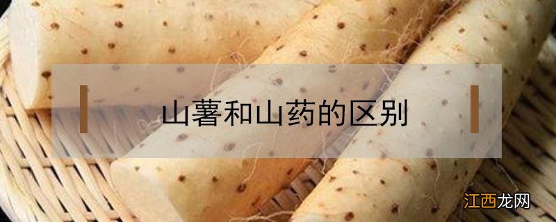 山薯和山药的区别 山薯和山药有什么区别