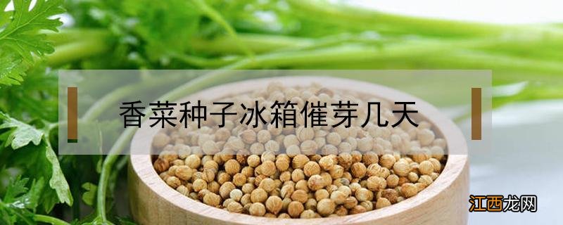 生菜种子放冰箱催芽几天 香菜种子冰箱催芽几天