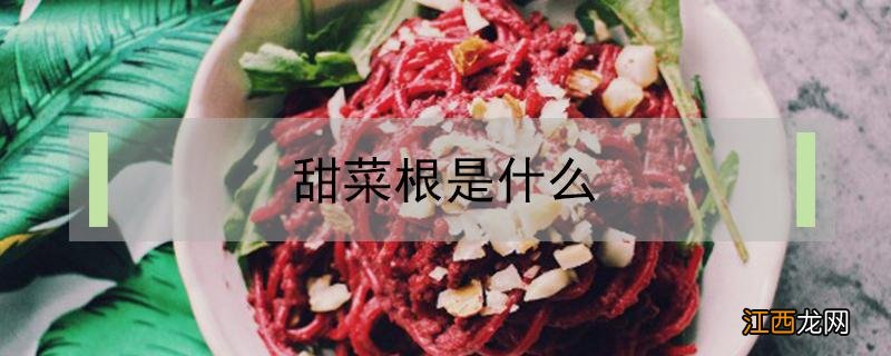 甜菜根是什么 甜菜根是什么菜图片