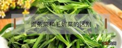 面条菜和毛妮菜的区别 毛妮儿菜和面条菜的区别