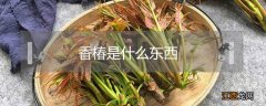 香椿是什么东西能吃吗 香椿是什么东西