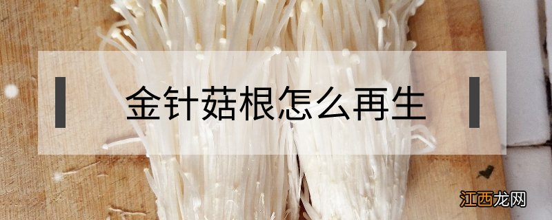 金针菇根怎么再生没有小苏打怎么办 金针菇根怎么再生