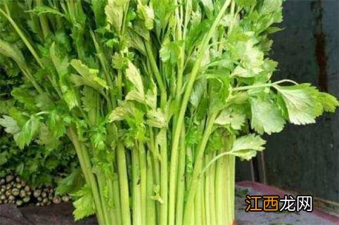 西芹和芹菜的区别 营养价值 西芹和芹菜的区别