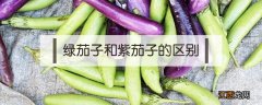 绿茄子和紫茄子有什么区别 绿茄子和紫茄子的区别