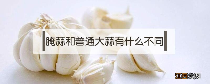 生蒜和腌制的蒜,性味功用的区别 腌蒜和普通大蒜有什么不同