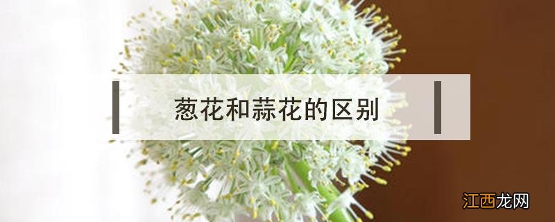 葱花和蒜花的区别 大蒜和葱花的区别