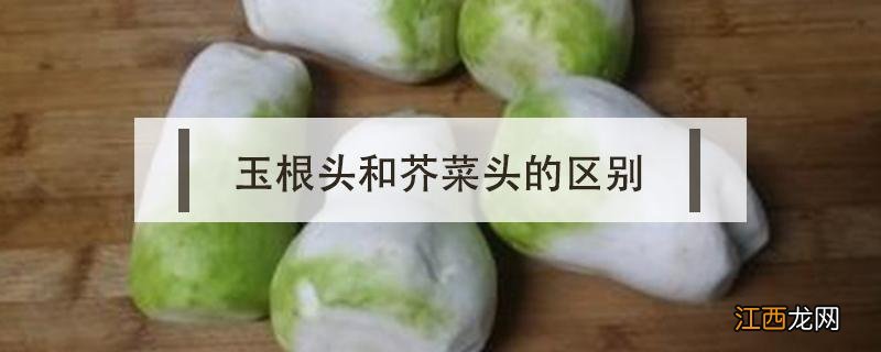 玉根头和芥菜头的区别 玉根头和芥菜头的区别图片