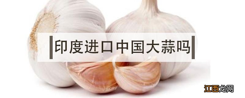 印度进口中国大蒜吗 印尼为什么进口那么多大蒜