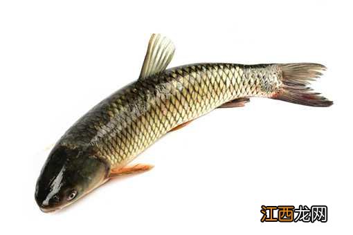 2021年淡水鱼价格上涨原因具体是什么呢 2021年淡水鱼价格上涨原因具体是什么