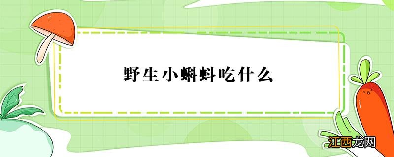 野生小蝌蚪吃什么食物 野生小蝌蚪吃什么