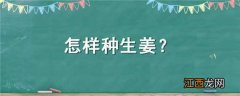 怎样种生姜又长又大 怎样种生姜