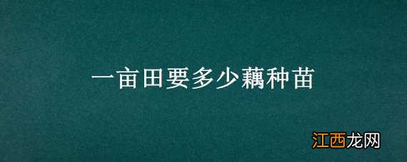 一亩田要多少藕种苗 一亩田能种多少藕