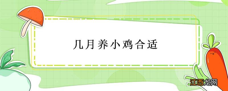 养小鸡什么季节养最好 几月养小鸡合适