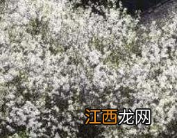 白葛花与紫葛花的区别图 白葛花与紫葛花的区别