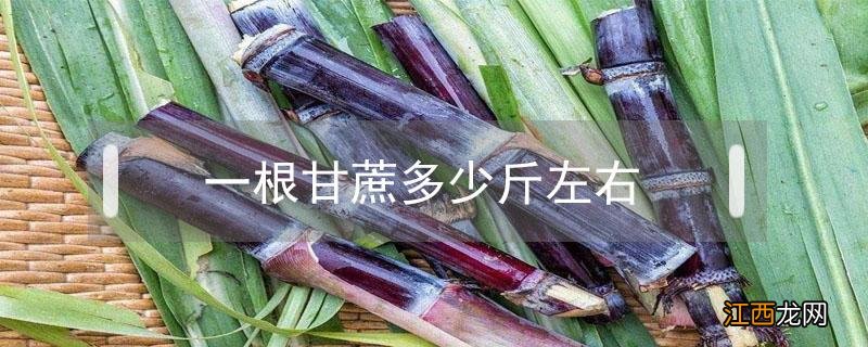 一根甘蔗多少斤左右多少钱 一根甘蔗多少斤左右