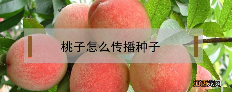 桃子靠什么传播种子的方法 桃子怎么传播种子