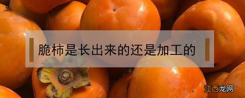 脆柿是长出来的还是加工的 脆柿子长出来的还是做出来的