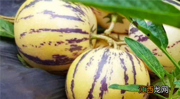 人参果皮可吃吗 人参果皮能吃吗