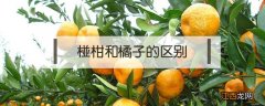 椪柑和橘子的区别 椪柑和橘子的区别图片