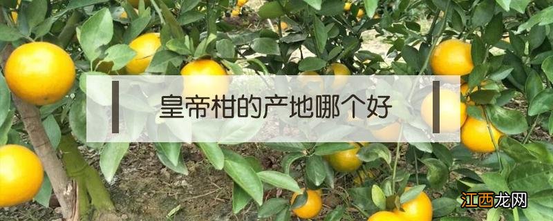 皇帝柑的产地哪个好