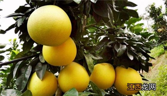 甘蔗和柚子可以一起吃吗 甘蔗和葡萄柚可以一起吃吗