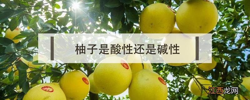 柚子是碱性还是酸性的 柚子是酸性还是碱性