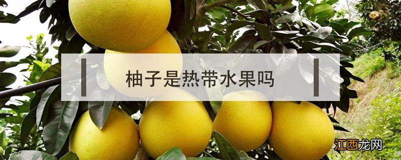 柚子是热带水果吗? 柚子是热带水果吗