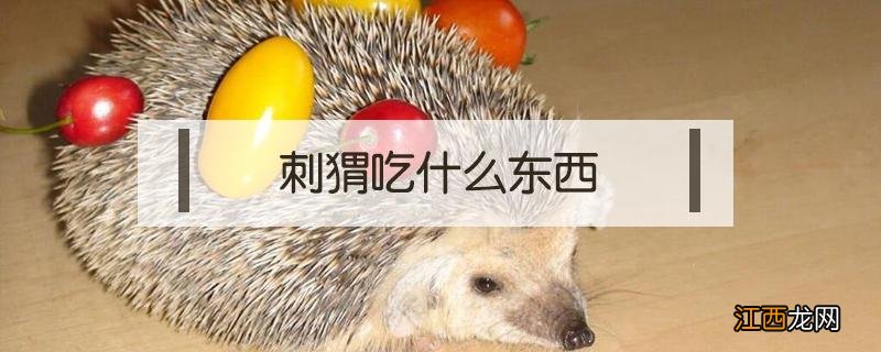 刺猬吃什么东西家里怎么养它 刺猬吃什么东西