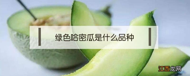 绿色哈密瓜是什么品种 绿色的哈密瓜学名