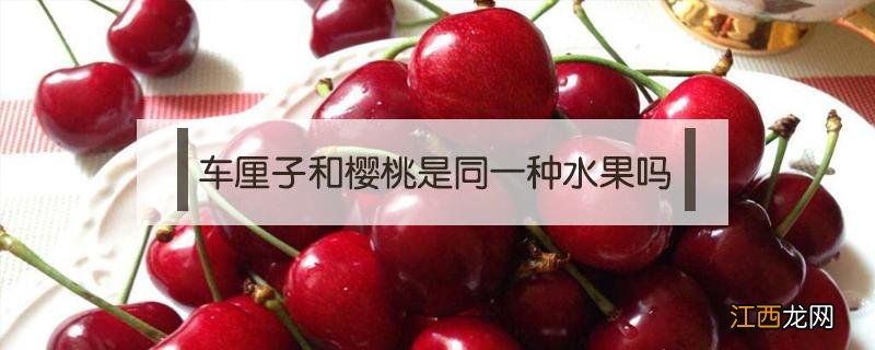 车厘子和樱桃是同一种水果吗车厘子和樱桃是什么关系 车厘子和樱桃是同一种水果吗