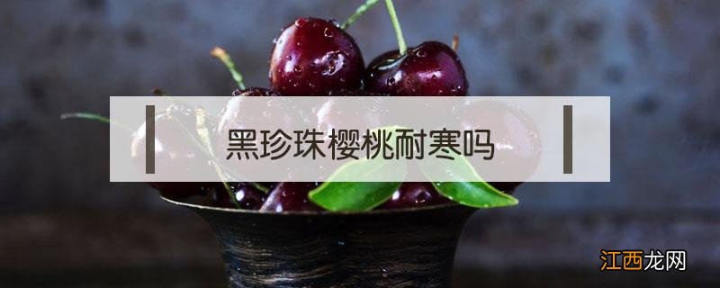 黑珍珠樱桃树耐寒吗 黑珍珠樱桃耐寒吗