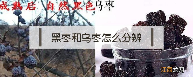 如何鉴别黑枣 黑枣和乌枣怎么分辨