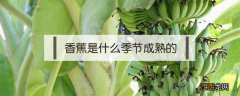 香蕉是什么季节成熟的 香蕉是啥季节成熟的