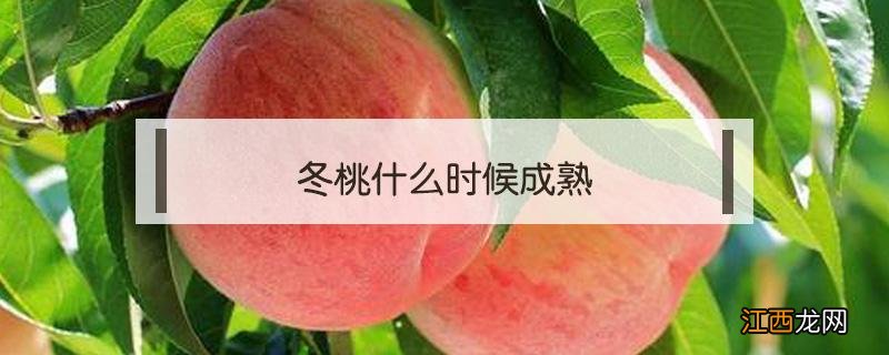 冬桃是几月份成熟 冬桃什么时候成熟